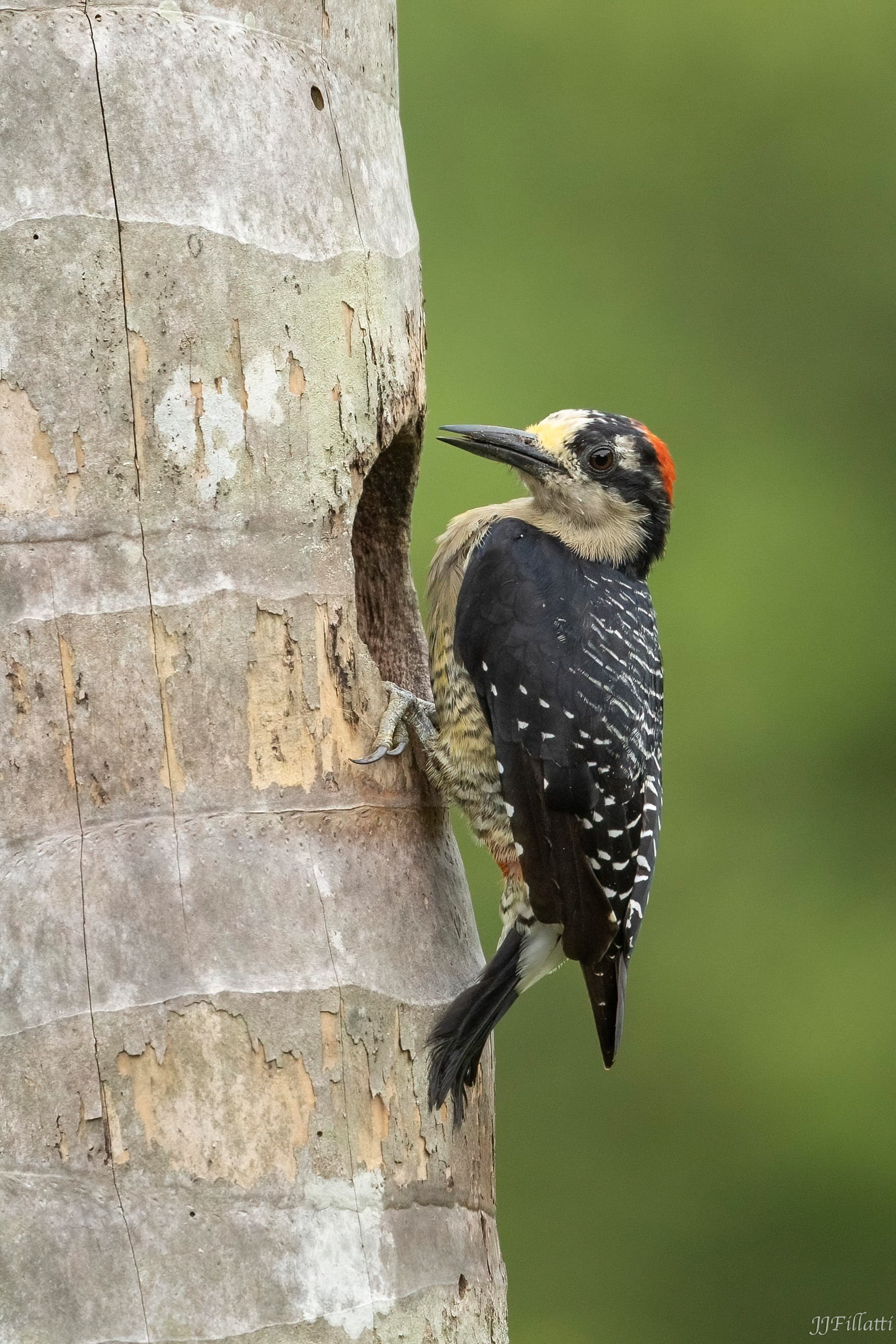 bird of Costa Rica image 8